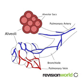 alveoli.jpg