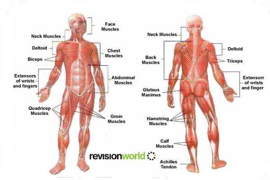 musclediagram copy.jpg