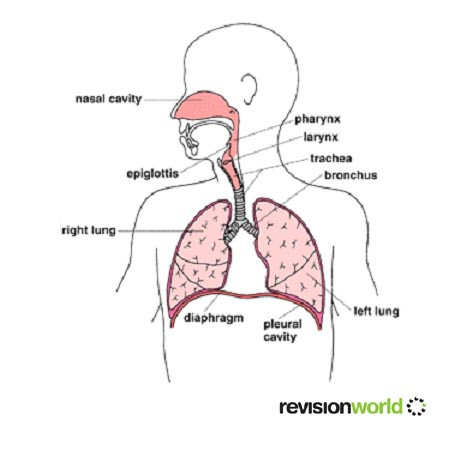 respiratory copy.jpg
