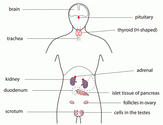 17_homeostasis.gif