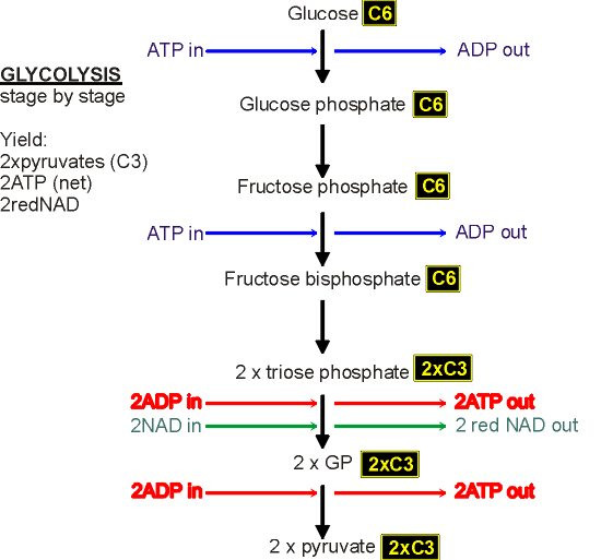 Glycolysis.jpg