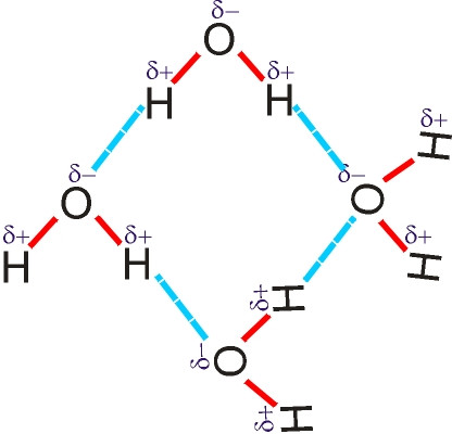 Hbonds.jpg