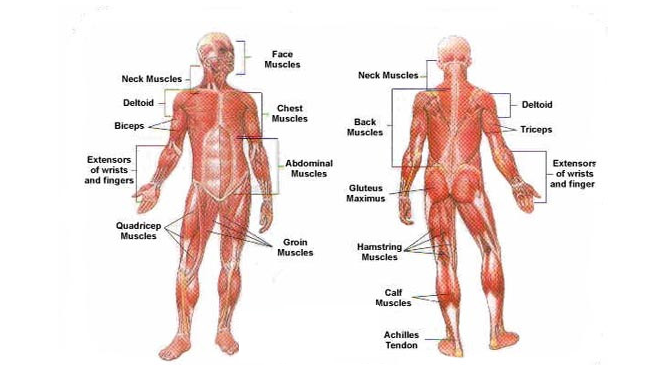 The Muscle System and Movement