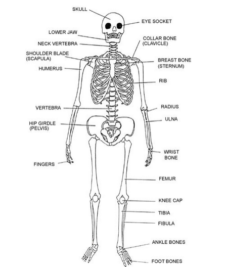 The Structure of the Skeleton
