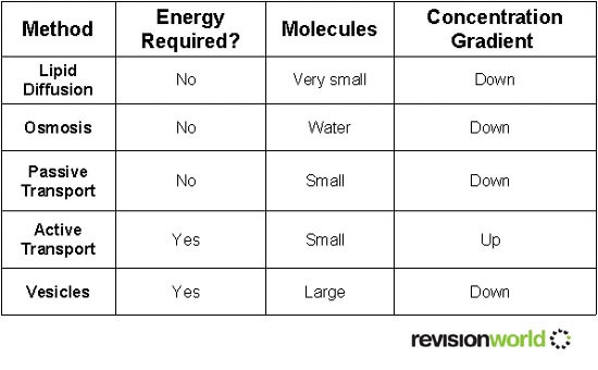 celltransport copy.jpg