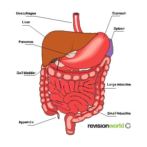 digestive.jpg