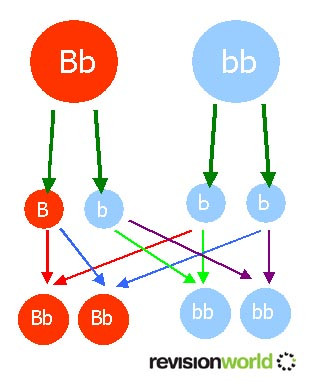 genes.jpg