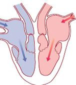 part3-ventricular-systole-.jpg