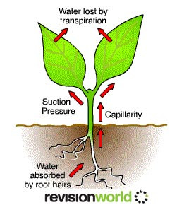 transpiration copy.jpg