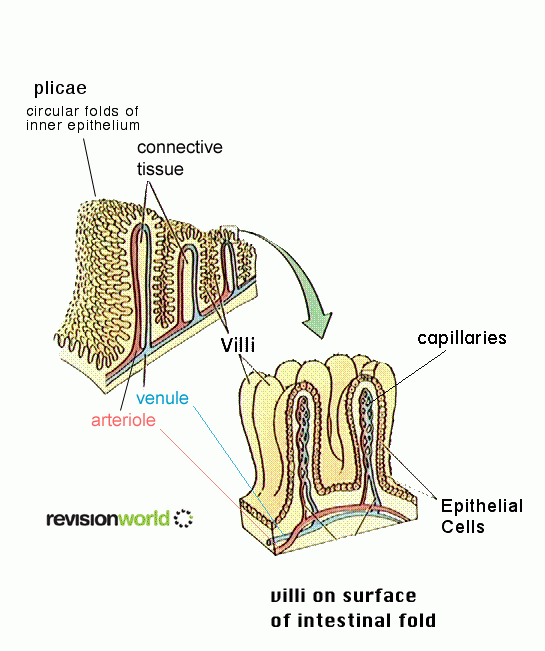 villi.gif