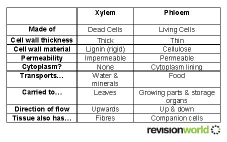 xylem copy.jpg