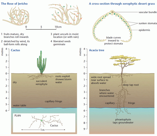 Facts About the Desert Rose: Description, Adaptation, and Care - Owlcation