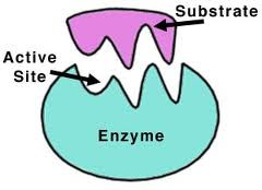 gcse enzymes worksheet