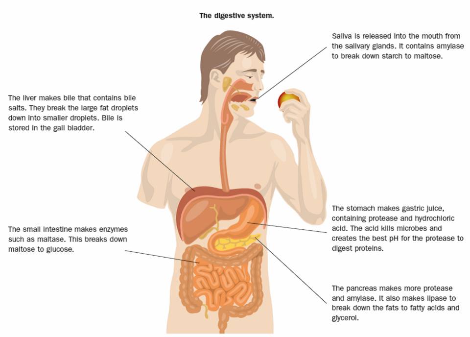 Digestion, physiology, the processing of food in the gut