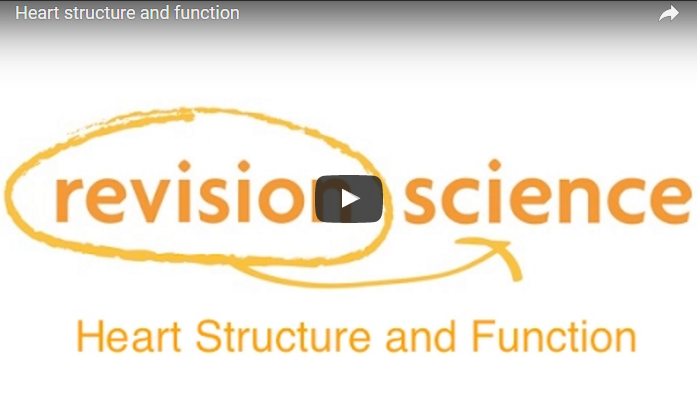 Heart Structure and Function Video link