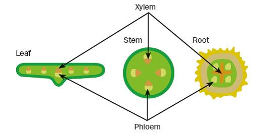 Xylem And Phloem In Leaf