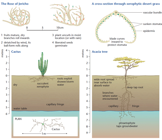 Plant Adaptation In Deserts Gcse Revision Geography Desert   Desert Plants 