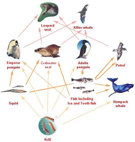 Food Chains Webs Gcse Revision Biology Living Things Their