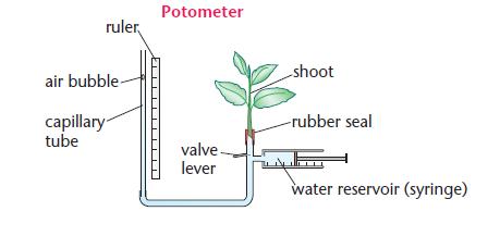 potometer experiment a level biology ocr