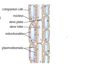 Xylem Cell Diagram Labelled