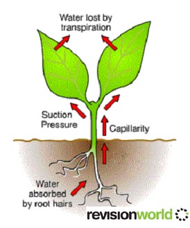 absorption of water by root hairs in plants