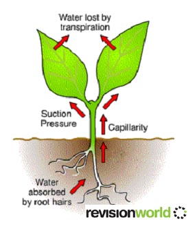 Αποτέλεσμα εικόνας για water transport to plants